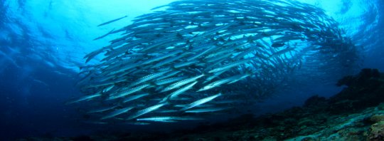 Large school of barracuda swirling in blue water above the reef (placeholder, to recheck when the photo is replaced)