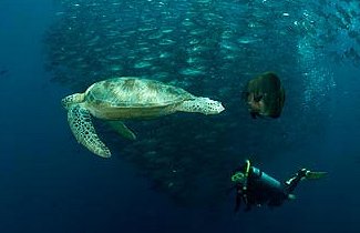 Green turtle, a batfish and a diver in front of a school of jacks (placeholder, to recheck when the photo is replaced)